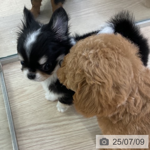 チワワの写真
