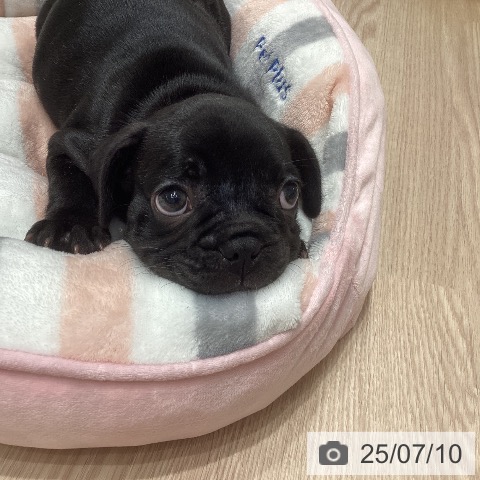 フレンチ・ブルドッグの写真