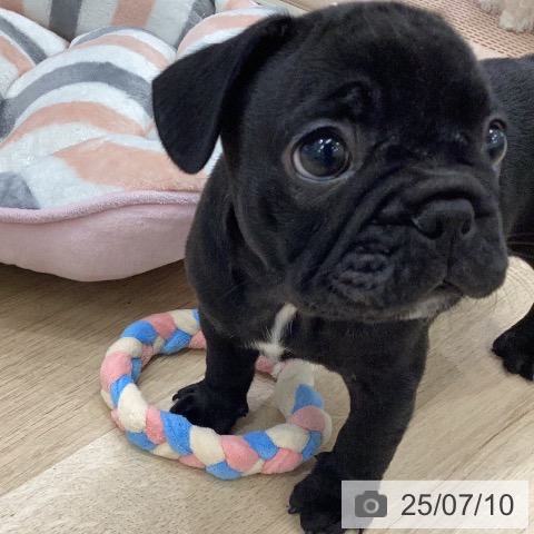 フレンチ・ブルドッグの写真