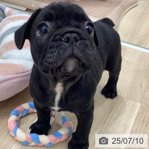 フレンチ・ブルドッグの写真