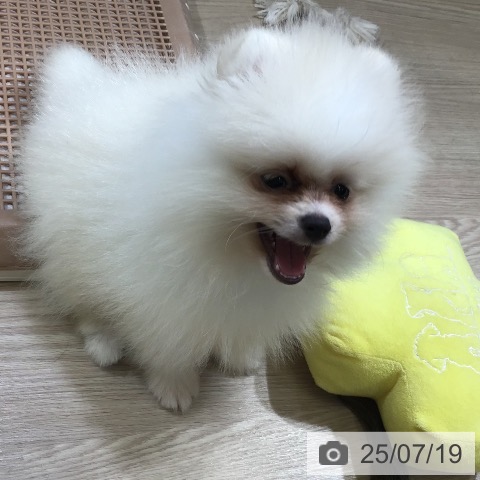 ポメラニアンの写真