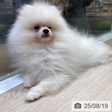 ポメラニアンの写真