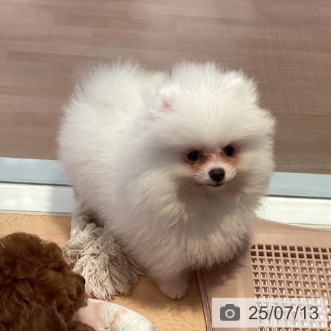 ポメラニアンの写真
