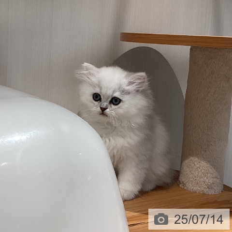ペルシャの写真