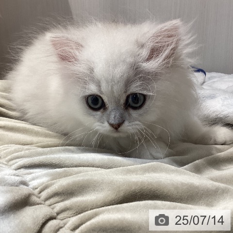 ペルシャの写真