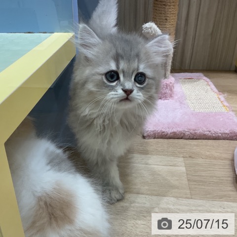 ペルシャの写真