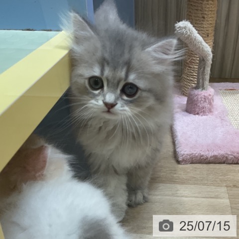 ペルシャの写真