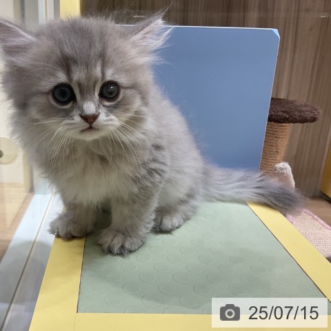 ペルシャの写真