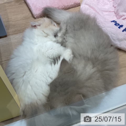ペルシャの写真
