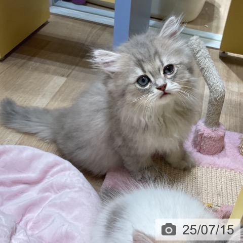 ペルシャの写真