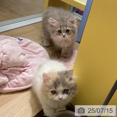 ペルシャの写真