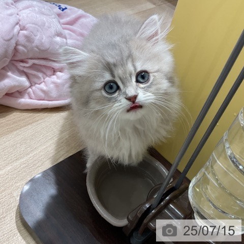 ペルシャの写真