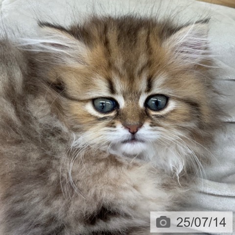 ペルシャの写真