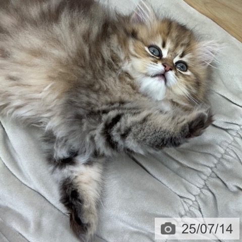 ペルシャの写真