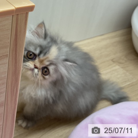エキゾチックの写真
