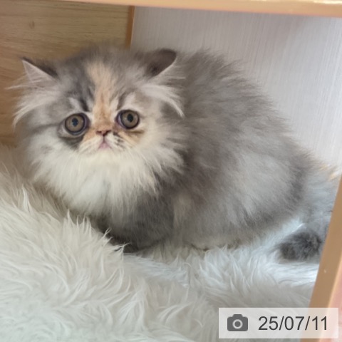 エキゾチックの写真