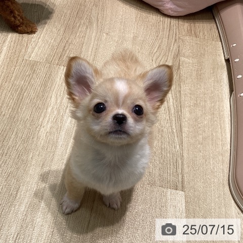 チワワの写真