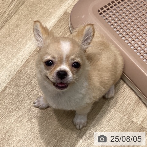 チワワの写真