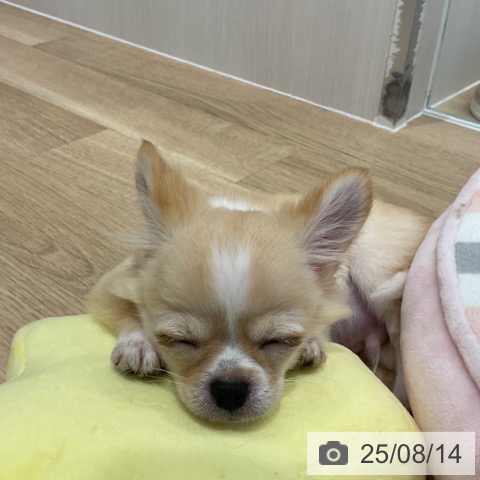 チワワの写真