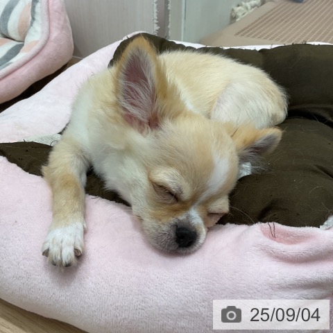チワワの写真