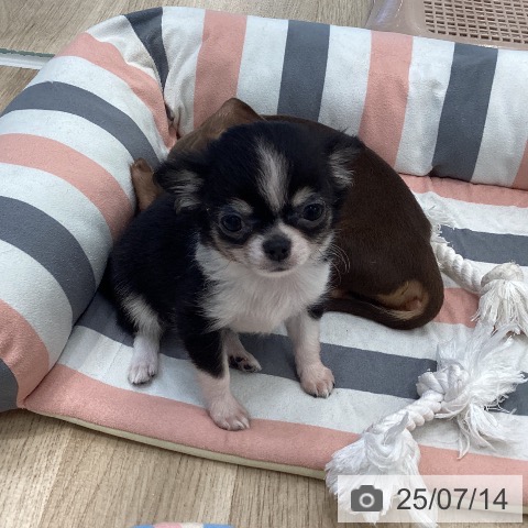チワワの写真