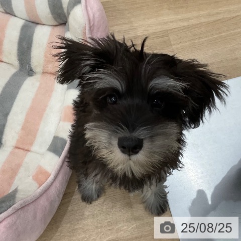 ミニチュア・シュナウザーの写真