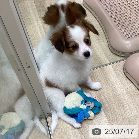 パピヨンの写真