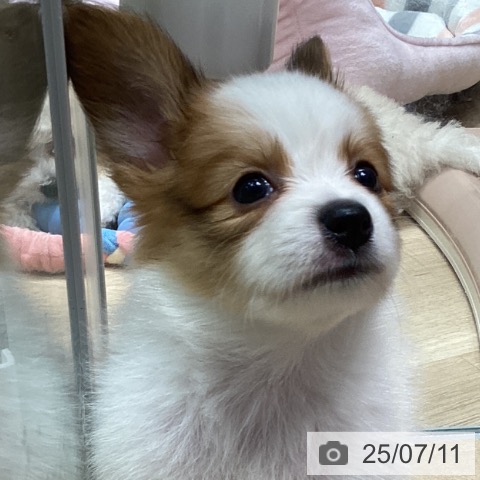 パピヨンの写真