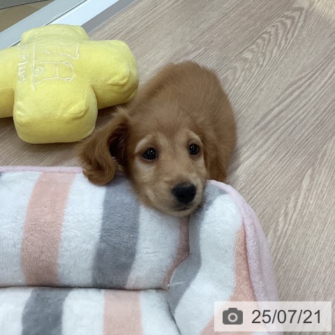 ミニチュア・ダックスフンドの写真