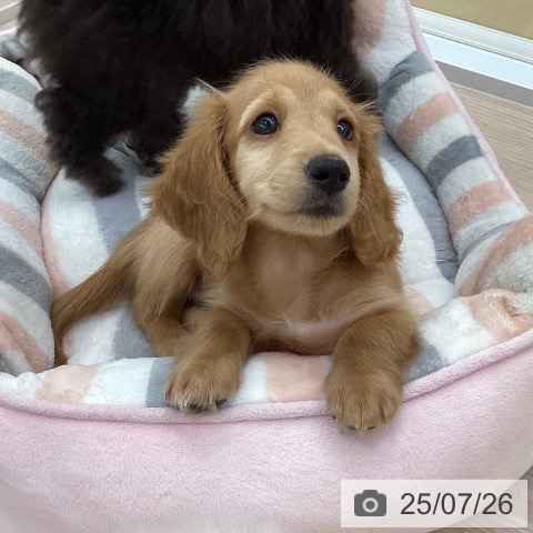 ミニチュア・ダックスフンドの写真