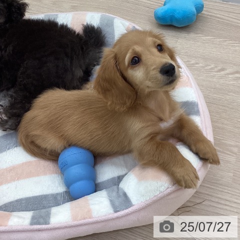ミニチュア・ダックスフンドの写真