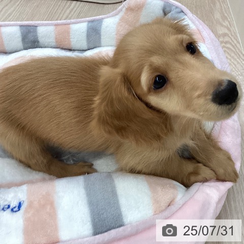 ミニチュア・ダックスフンドの写真