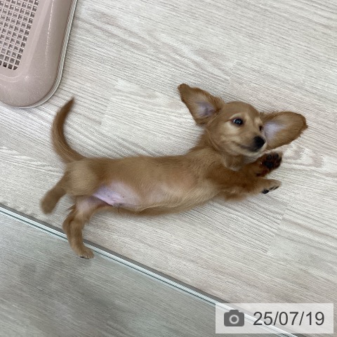ミニチュア・ダックスフンドの写真