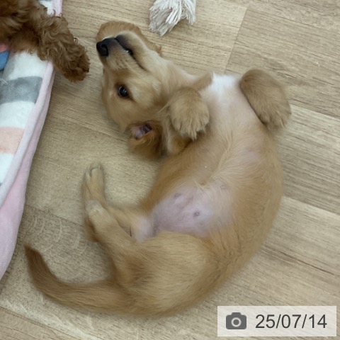 ミニチュア・ダックスフンドの写真