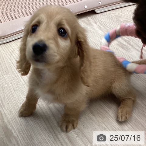 ミニチュア・ダックスフンドの写真