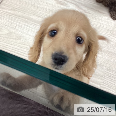 ミニチュア・ダックスフンドの写真