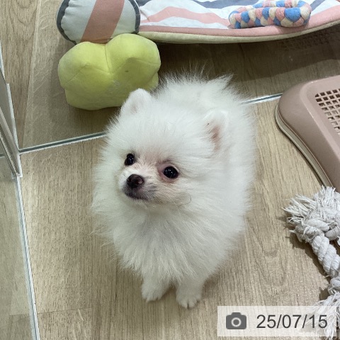 ポメラニアンの写真