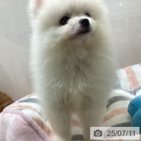 ポメラニアンの写真