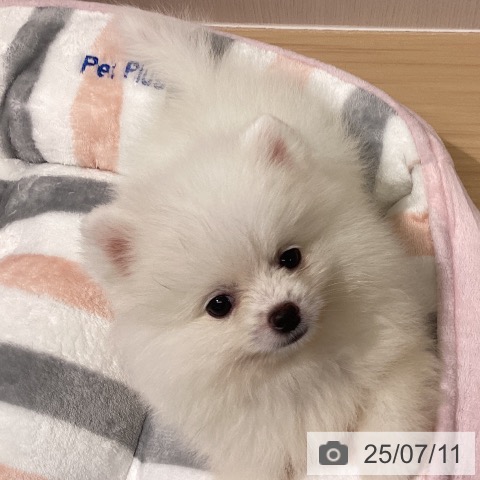 ポメラニアンの写真