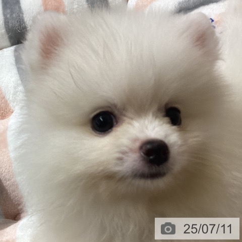 ポメラニアンの写真