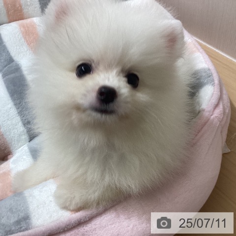 ポメラニアンの写真