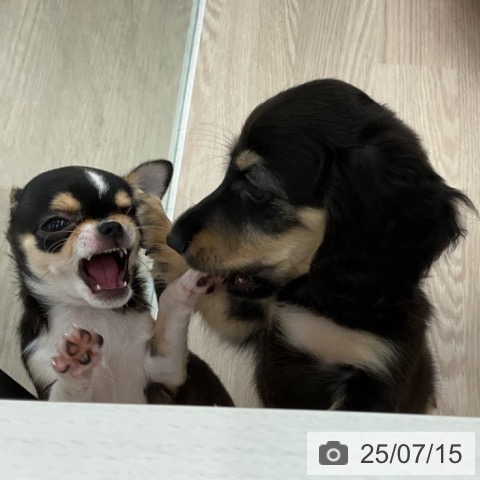 ミニチュア・ダックスフンドの写真