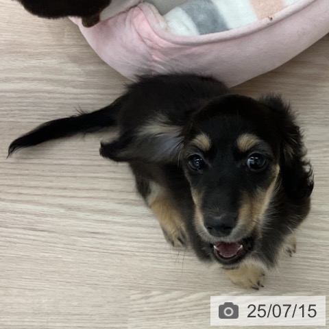 ミニチュア・ダックスフンドの写真