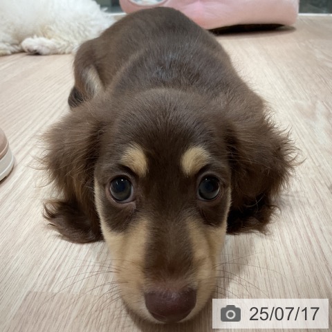 ミニチュア・ダックスフンドの写真