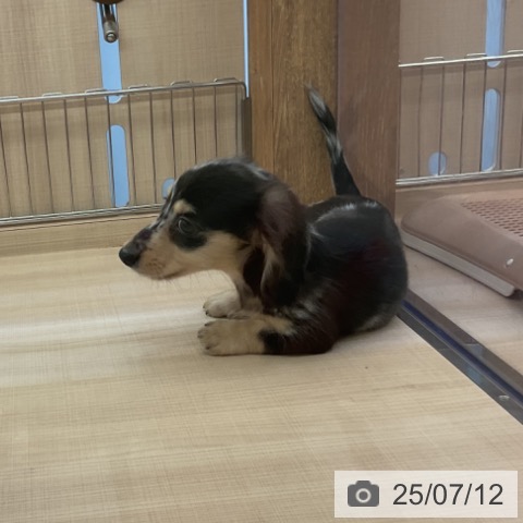 ミニチュア・ダックスフンドの写真