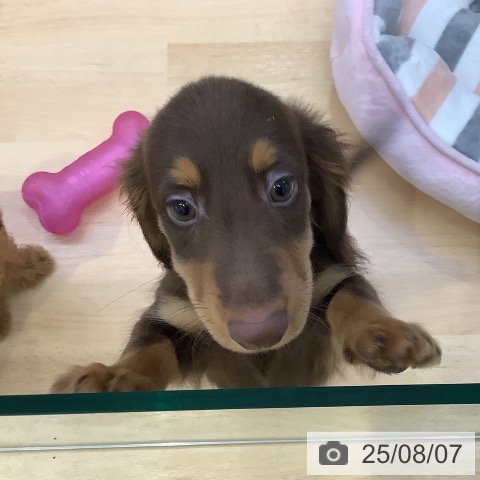 ミニチュア・ダックスフンドの写真