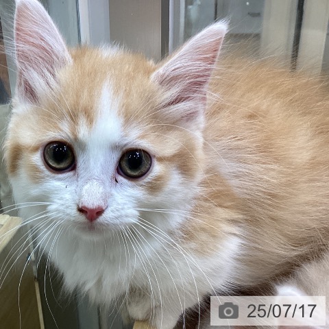 マンチカンの写真