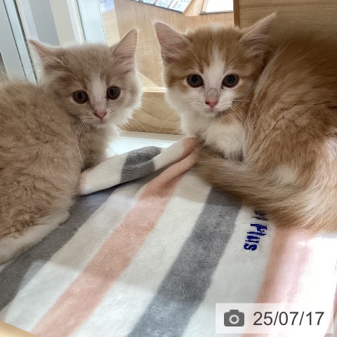 マンチカンの写真