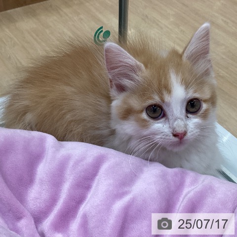 マンチカンの写真