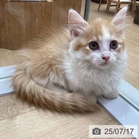 マンチカンの写真